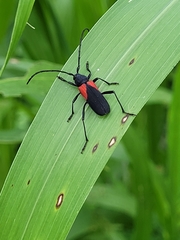 Purpuricenus humeralis