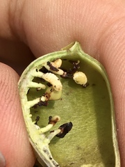 Trichapion rostrum