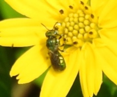 Ceratina smaragdula