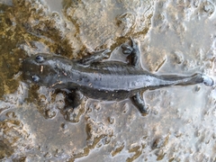 Ambystoma granulosum