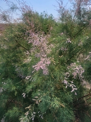 Tamarix ramosissima