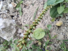 Plantago depressa