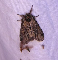 Paraeschra georgica
