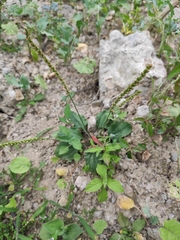 Plantago depressa
