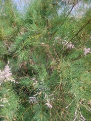 Tamarix ramosissima