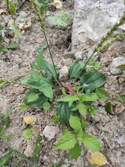 Plantago depressa