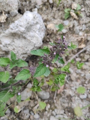 Clinopodium chinense