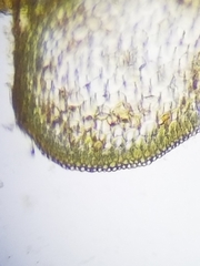 Sarmentypnum exannulatum