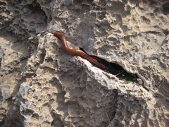 Orthoporus