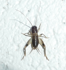 Anurogryllus arboreus