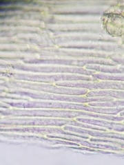 Sarmentypnum exannulatum