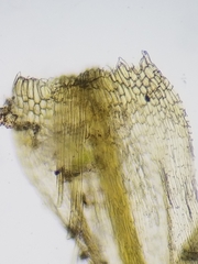 Sarmentypnum exannulatum