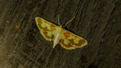 Polygrammodes langdonalis