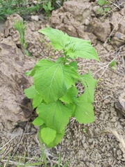 Sigesbeckia pubescens