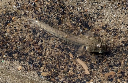 Blauwe slijkspringer (Scartelaos histophorus) — Gobiidae