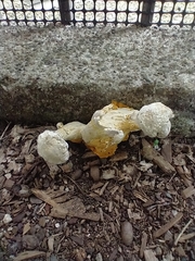 Hypocreaceae