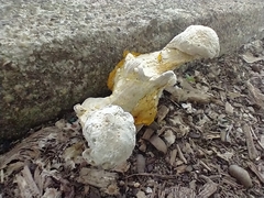 Hypocreaceae