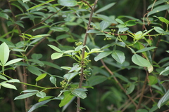 Zanthoxylum armatum