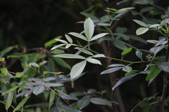 Zanthoxylum armatum