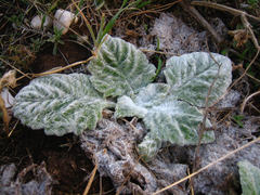 Salvia argentea
