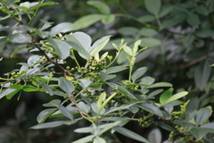 Zanthoxylum armatum