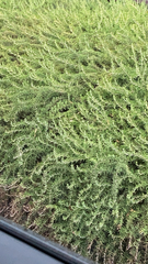 Salvia rosmarinus