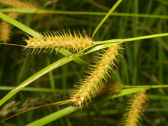 Carex baileyi