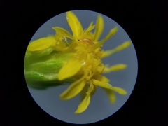 Frankliniella