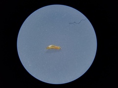 Frankliniella