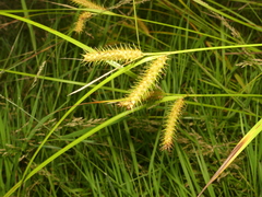 Carex baileyi