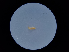 Frankliniella