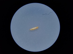 Frankliniella