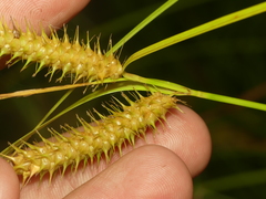 Carex baileyi
