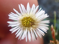 Erigeron nivalis