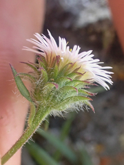 Erigeron nivalis