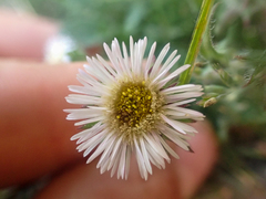 Erigeron nivalis