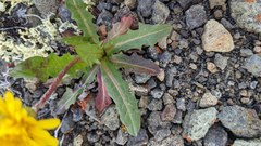 Taraxacum ceratophorum