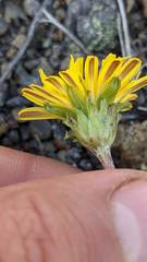 Taraxacum ceratophorum