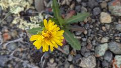 Taraxacum ceratophorum
