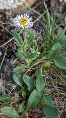 Erigeron nivalis