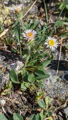 Erigeron nivalis