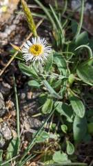 Erigeron nivalis