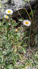 Erigeron nivalis