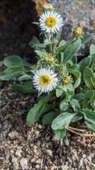 Erigeron nivalis