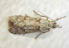 Diurnea fagella