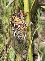 Megatibicen tremulus
