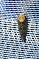 Paraphlepsius collitus