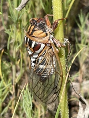 Megatibicen tremulus