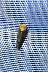 Paraphlepsius collitus