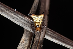 Micrathena acuta